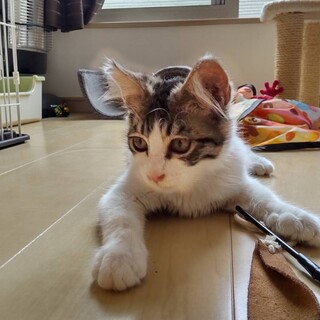 イケメン、お耳がチャームポイントの男の子