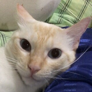 ずっとのお家を探しています。