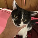 元気な女の子の子猫