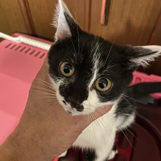 元気な女の子の子猫