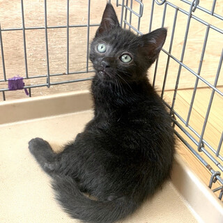 ２ヶ月子猫、里親募集中