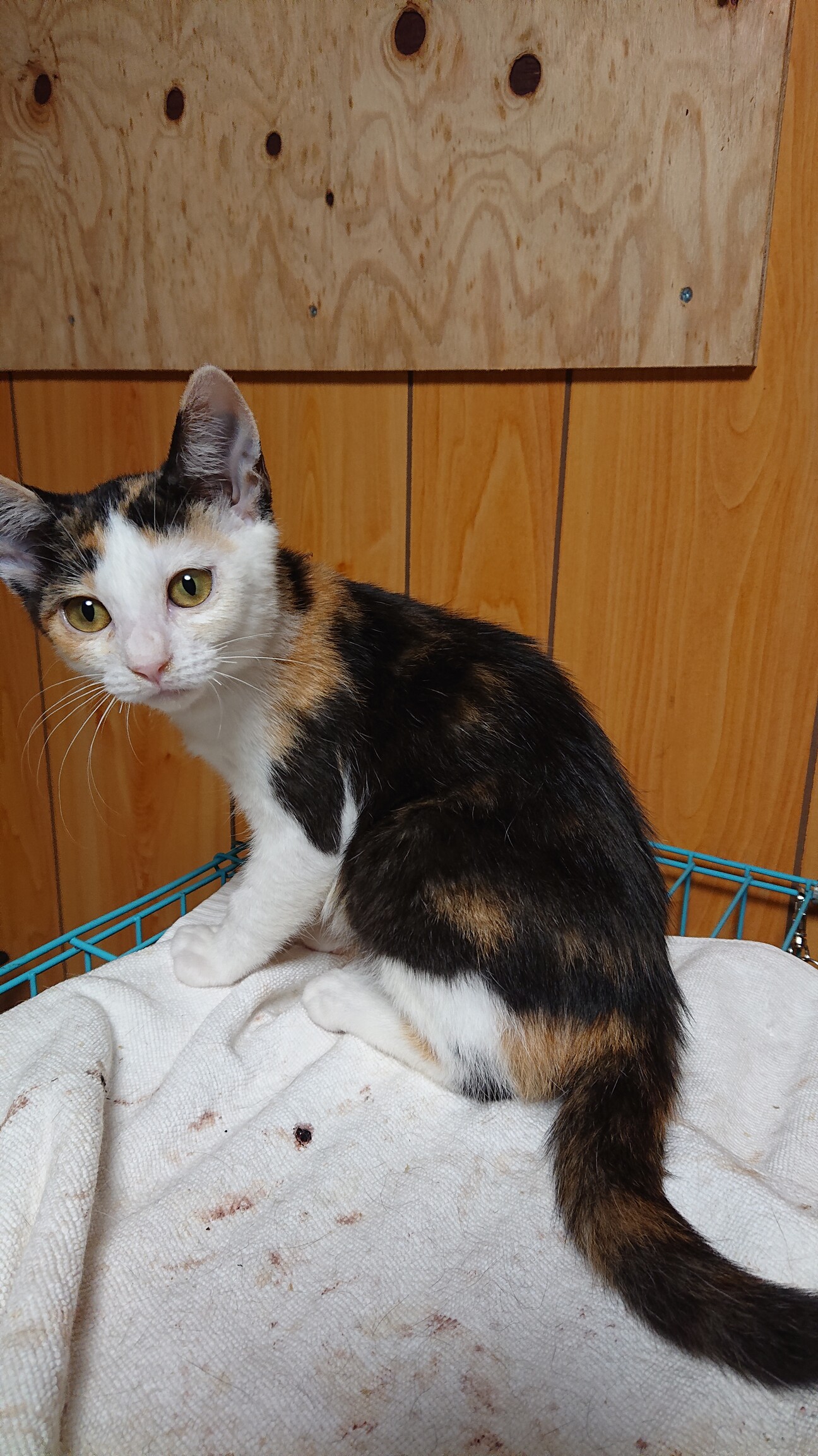 おっとり黒多め三毛猫ちゃん」広島県 - 猫の里親募集(426790) 1