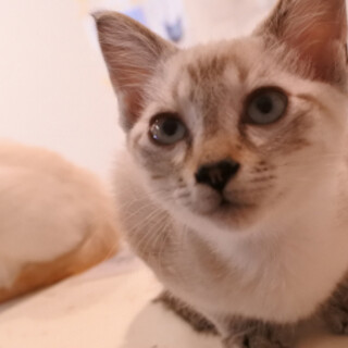 L30　シャム風の男の子　ゆめ君