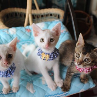 とっても甘えん坊で仲良しビバ常夏兄妹