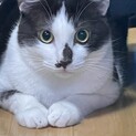 里親さん募集中！ハチワレオス猫！