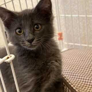 少しビビリなグレイくん