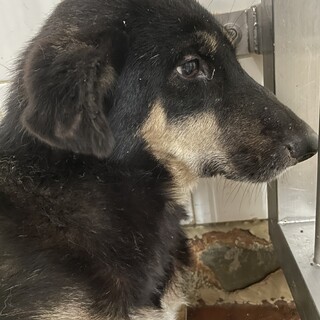 期限があります、1週間のみです！