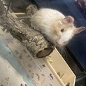 デグー  クリームパイド♂