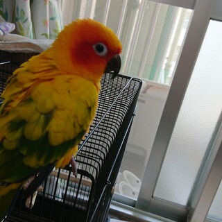 ｺｶﾞﾈﾒｷｼｺ懐っこい※決定