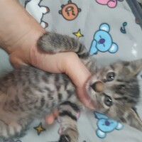 しゃあ(仮)