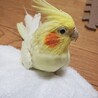 にこにっこ
