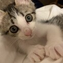 生後2ヶ月位　甘えん坊ちゃんの女の子