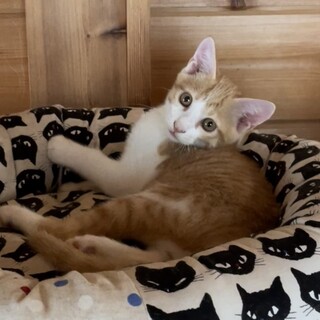 愛らしい性格☆茶白 つぶらちゃん