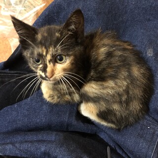 サビミケ(^^)元気に里親さん決まりました！