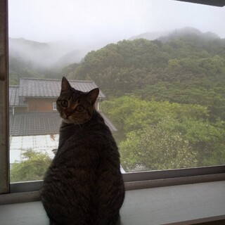 急募！！お目々クリクリ♀キジトラさん