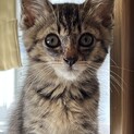 約2ヶ月の子猫の里親募集！