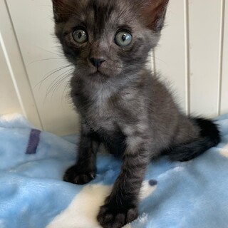 里親さま決まりました☆