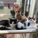 茶トラハチワレ三毛3兄弟