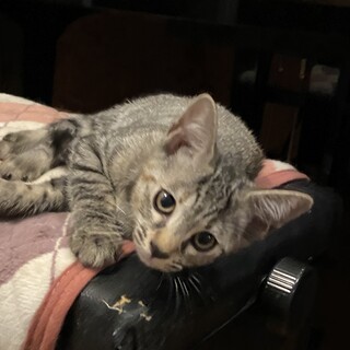 小ちゃめキュートな女の子♡