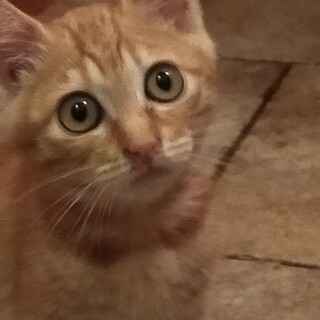 とにかく甘えたい!!茶トラのチュッパ君