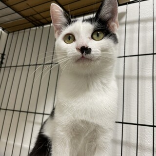 【人馴れ◎】かわいい盛りの4カ月のおちゃめガール