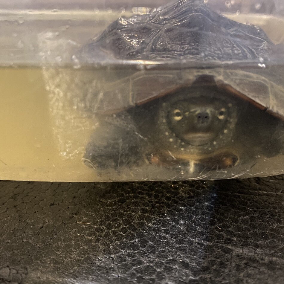 かめ太郎のカバー写真