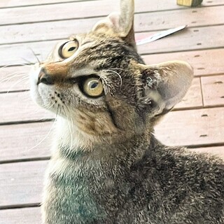 【急募】置いてぼりにされたキジトラの女の子