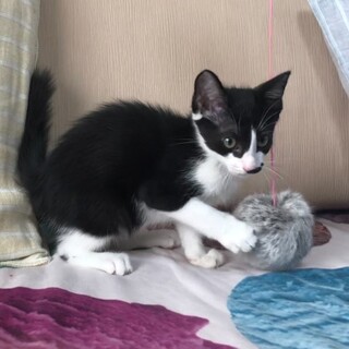 可愛いハチワレ男子【さんくん】