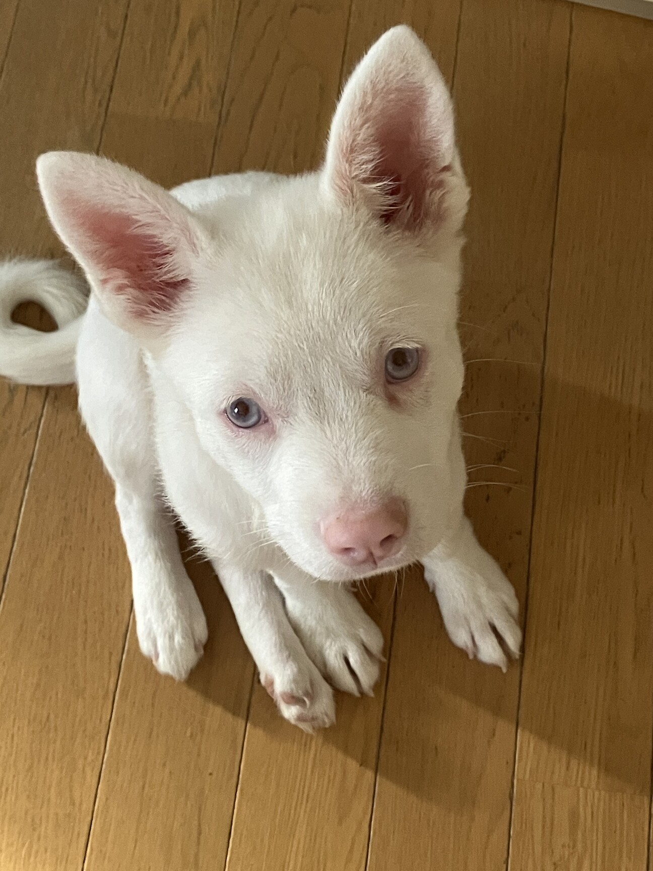 真っ白なアルビノの女の子です 東京都 犬の里親募集 4268 ペットのおうち 月間利用者150万人