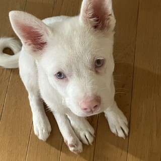 一旦募集停止します真っ白なアルビノの女の子です