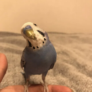 元気いっぱいセキセイインコのまるくん