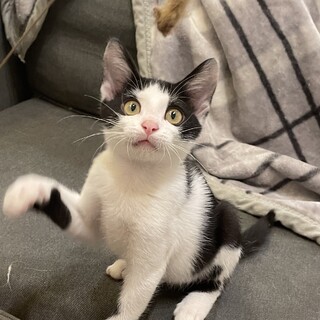 とっても甘えん坊な【じろうくん】