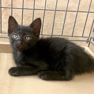２ヶ月子猫、里親募集中