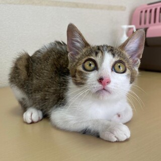 人が大好き♡甘えん坊のななこちゃん