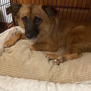 凄く大人しいマリリンの家族を探してます。