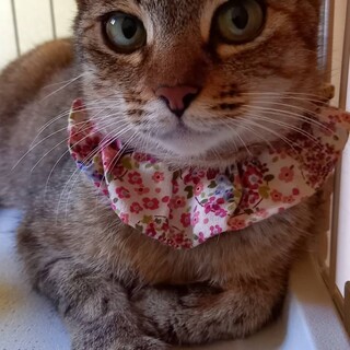 〝カービーちゃん〟です♪