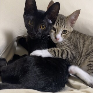 兄弟で里親になってくれる方募集！