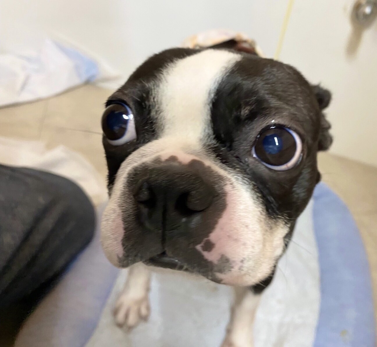 ボストンテリア 女の子 東京都 犬の里親募集 ペットのおうち 月間利用者150万人