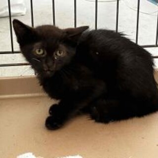 人馴れしています　収容期限8/29朝迄　動画追加