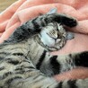 ぷっちぷち