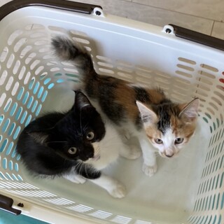  仲良し兄妹白黒マルク君三毛シルビーちゃん