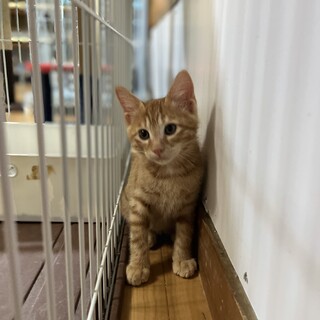 元気で甘えん坊3兄弟〜雄三〜