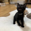 元気いっぱい甘えん坊3兄弟〜和夫〜