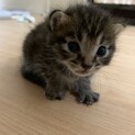 キジトラ　男の子　里親様募集！