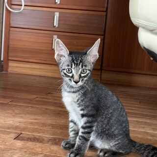 マイクロチップ装着済み。だっこ大好き！（11）