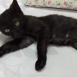 公園で弱っていた子猫を保護しました。