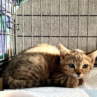 ２ヶ月子猫、里親募集中