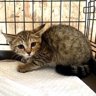 ２ヶ月子猫、里親募集中