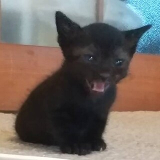 まっくろつゆちゃん