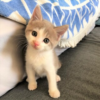 絶妙なグレーの毛並み●人＆猫見知りなし●兄弟あり